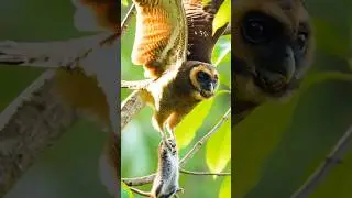 Owl Hunts Rat in Silent Night Battle &ndash;#trending#shorts#wildlife#animals Animated