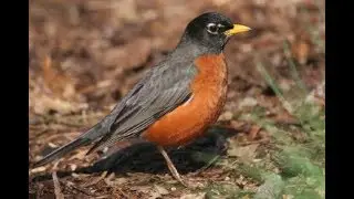 Watch Live American Robin Female |  DAY 17