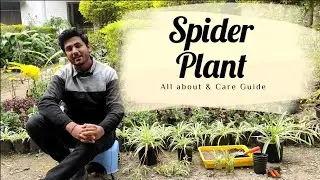 All About Spider Plant A.K.A Chlorophytum comosum | Varieties, Potting Mix, Propagation & alot more.