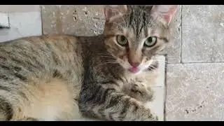 Soft Purrs & Gentle Dreams  M&uacute;sica Relajante con Gatitos