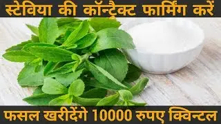 Stevia ki kheti kaise kare | stevia contract farming | होगी 8 से 10 लाख रूपए तक कमाई