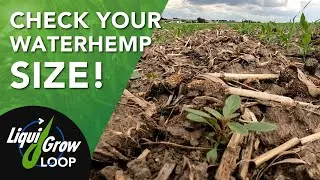 Check Waterhemp Size when Scouting Corn Stage for 2nd pass