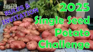 #SSPC2025 Invitation and Rules for the Single Seed Potato Challenge 2025