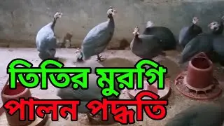 তিতির মুরগি পালন পদ্ধতি | এবং কিছু প্রয়োজনীয় ঔষধ | খামারি | SK Hasan Agro 