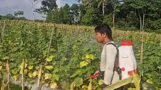 MIND-BLOWING SPRAYER HACK: SMART WAY TO SPRAY PESTICIDES ON CUCUMBERS - Agriculture Farming