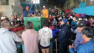 最棒的時刻：堅持高品質，鮮度看得見！當白帶魚源源不絕倒下，這就是台灣漁港最強、最動人的生命力, 明發定置漁場 fish 1