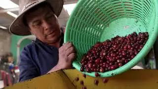 Behind the Cup: Guatemala's Coffee Story