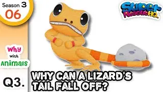 Why With Animals❓｜S3 6-3｜Why can a lizard's tail fall off?🦎｜#srhq  🚀 #Animals #puzzle
