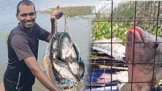 కొత్తగా వచ్చే నీళ్ల పారుదల కి చేపల వేటలో కొన్ని మార్పులు జరిగాయి | #krupahanokfishing