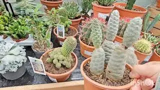 Комнатные растения в Германии #обзор #plants #flowers #garden #top #trending #gardening #