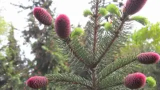 Salutation to the Sun - Natural Path Music