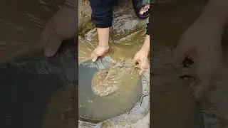 WOW INCREDIBLY SPOTTED WITH GOLD#viral #mininggold #lookingforgold #panningforgold