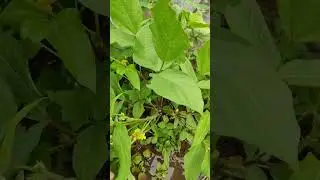LBG 932 Black gram Results | Black gram cultivation| Black gram yield| #farming #offgridfarm