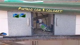 Nuevo palomo deportivo para el palomar!!🫨😱
