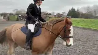 J Clay Class 2 R & D RC Christmas dressage