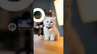 #cat​ #cats​ #cute​ #funnycat​ #pets #cutecat​ #catshort✨️《Cat live stream show~ Super cute.》🐱👍🎉🎉🎉