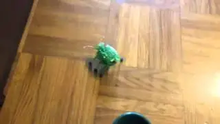 Hexbug original
