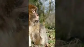 Wondering Monkey
