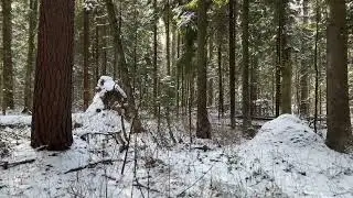 Лес и муравейники зимой | Red Wood Ants` Hills at Winter