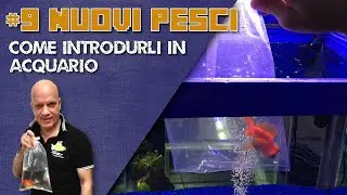 Nuovi pesci: come introdurli correttamente nel nostro acquario.