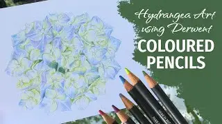 A few tips on using coloured pencils - Derwent Procolour