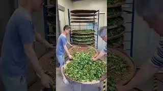 Visit my friend at Fortune Tea garden Pinglin  Taiwan 22-23 April 2025 （vertical version)