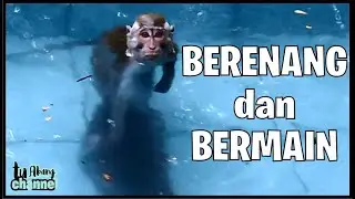 Berenang, menyelam, berlompatan dan bermain