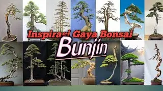 Bonsai Kurus tapi Mahal? Inilah Gaya Bunjin!”