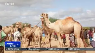 Rift between Gulf states threatens stability in Somalia