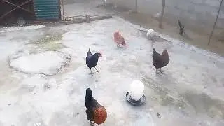 Desi murgi morning time activity