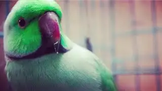 A day with my talking Ringneck parrot 