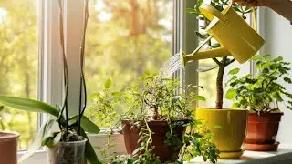 Do Plants Need Light to Grow? 🌱 | Amazing Plant Science Experiment for Kids
