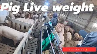 Today’s Live Weight Of Pigs 🐖🐷 #pig #pigfeed #agriculturebusiness #highlights #animals 