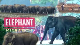Wild Elephants Invade Villages in Assam | Footage of Elephant Migration Aborghat&ndash;Marangi&ndash;Patkotia