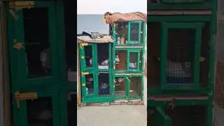 Apna Shok🤩 #awesomepigeonloft #shorts #pigeon #shortsvideo #viral #youtubeshorts #trending #pets #yt