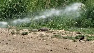 6 Dasher Splasher