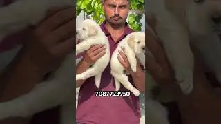 Heavy bone Labrador pups in Punjab #labrador #dogbreed #puppy