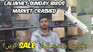 🚨 Lalukhet Sunday Birds Market SHUTDOWN | Big Shock for Bird Business 😨