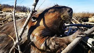 Beaver trap checks #13