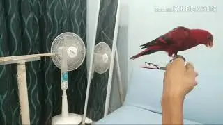 Cara Menjinakkan Burung Nuri, Latihan Nuri FTM part 4