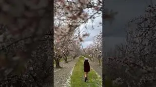 Epic Almond blossom in Modesto, California! #bayarea #almonds #modestoca #flowerbloom #travel #sfbay