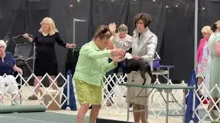 2025&ndash;08-29 N-S Group L&ouml;wchen Judging Day 2 Bluegrass Cluster Lexington KY