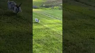 Watching my bunny running fast to the tree from far away