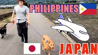 My dogs(Aspin) come to Japan/フィリピンから犬がやってきた