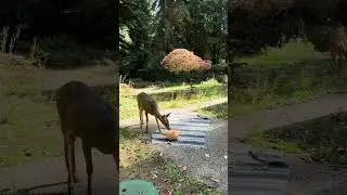Curious Deer reacts to Woff | The Great PNW