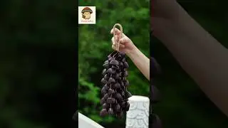 【 Forest Atmosphere ASMR 】 Seed Wind Chimes Whispering in the Air #asmr #seedpods #naturesounds