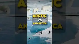 Арктика против Антарктиды: настоящая разница