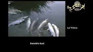Danubio Azul La Trinca 1989