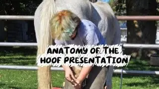 Anatomy of the horses hoof | Underdog Performance Therapy at Barn Bazaar 2025