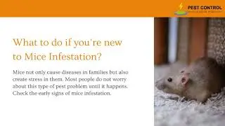 Pest Control in Castle Hill | Mice Infestation Control